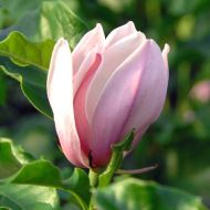 Саджанець Магнолія гібридна Джордж Генрі Керн в контейнері